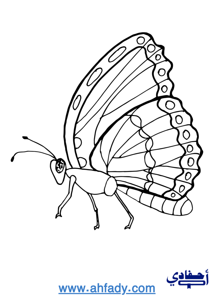 صورة فراشة